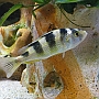 Astatotilapia latifasciata 0,1